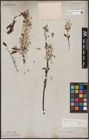 Foto von Salix capensis Thunb.